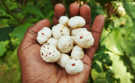 Makhana Production in Bihar: The Heart of India's Fox Nut Industry